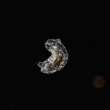 Water Bear  -Tardigrade-