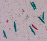 Euglena -stained-