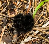 -Wooly Bear- defense pose