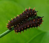 pair of Polydamas Swallowtail caterpillars