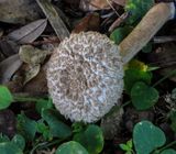 Boltellus ananas  Pineapple Bolete