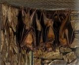 Fruit Bats  aka Flying Foxes