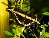 Giant Swallowtail  -Papilio crespbontes-