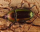 Christmas Beetle  -Anoplognathus-
