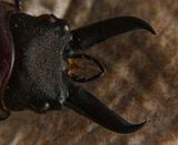 Stag Beetle  -head and jaws-