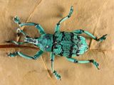 Blue Weevil  -Eupholus crevrolati-
