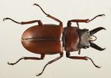 Stag Beetle -Lucanus capreolus-  1