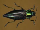 Rainbow Jewel Beetle  -Cyphogastra calepyga-