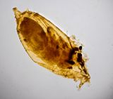 Drosophilla  Fruit Fly  Chrysalis