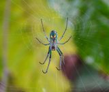 Orchard Orbweaver  -Leucauge-argyrobapta- spinning a web