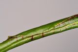 ..stitched leaf..