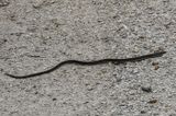 Glass Lizard -full length-