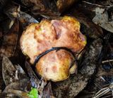 ..Prince mushroom..  -Ggaricus augustus-