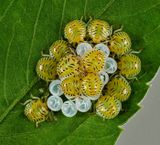 Stink Bug nymphs  -Heteroptera-