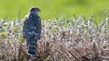 Eurasian sparrowhawk close, Martock