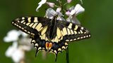 British swallowtail butterfly, Strumpshaw Fen