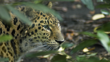 Leopard (7595)