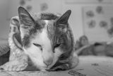 L1000411.jpg