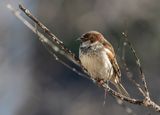 Christmas Day sparrow