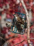 Sparrow alert!