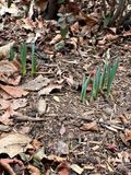 Spring has arrived in DC