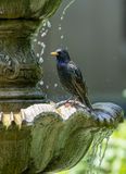 Pause that refreshes