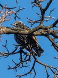Hiding in the branches