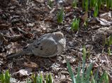 Cold mourning dove