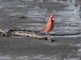 Return of the cardinal