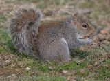National Mall squirrel