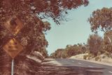 Koalas next 2 km