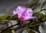 Now our azaleas are blooming