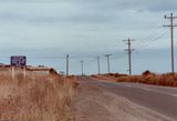 Penguins on road after dusk