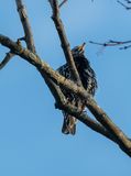 High-up starling
