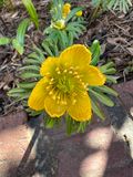 More spring blooms
