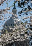 US Capitol amid the cherry blossoms