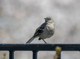 Mockingbird enjoying the cherry blossoms