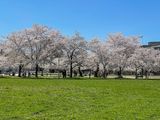 An abundance of cherry blossoms