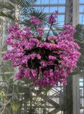 Orchid show