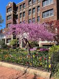 Another spring display on Capitol Hill