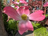 Fleeting dogwood
