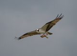 Lunch catch