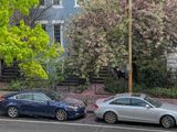 Life under a flowering tree