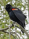 Red-winged blackbird with something to say
