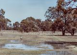 Ibis rookery, somewhere in Victoria