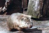 Wombat, Healesville Sanctuary, VIC
