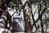 Tawny frogmouth, Healesville Sanctuary, VIC