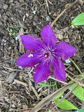 We got one clematis blossom this year!