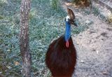 Worlds most dangerous bird, Cairns