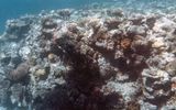 Snorkeling at Agincourt Reef, FNQ